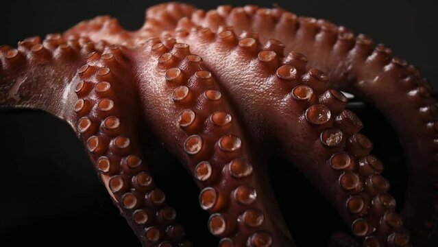 Boiled octopus in a plate, sea product, traditional Mediterranean cuisine
