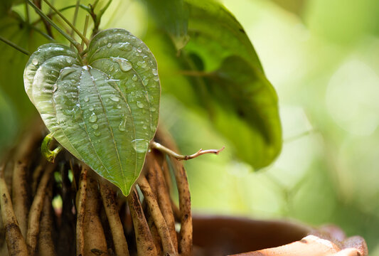 Stemona tuberosa roots and green leaves on nature background.