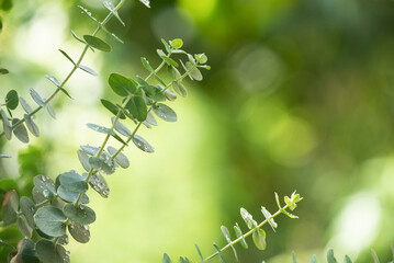Eucalyptus gunnii or silver drop branch green leaves on nature background.