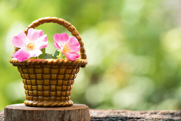 Dog rose or rosa canina flowers on nature background.