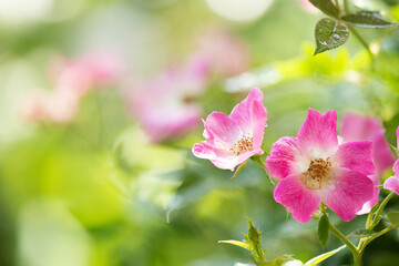 Dog rose or rosa canina flowers on nature background.