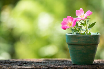 Dog rose or rosa canina flowers on nature background.