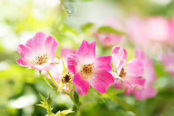 Dog rose or rosa canina flowers on nature background.
