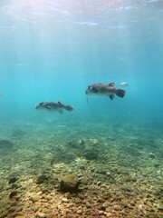 Fototapeta premium two giant puffer fish swimming in the sea