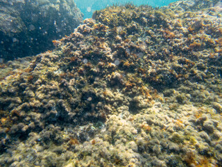 Veduta subacquea del fondale marino con alghe e coralli