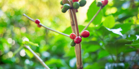 Close-up of red coffee beans ripening, fresh coffee, red berry branch,  agriculture on coffee tree