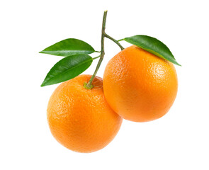Fresh orange fruits with branch and leaves isolate on white background. Clipping path.
