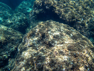 Vista subacquea del fondale marino con rocce e piante.