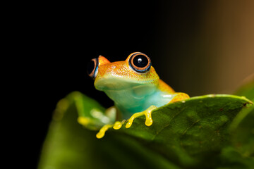 Green Bright-Eyed Frog (Boophis Viridis), species of endemic frog in the family Mantellidae....