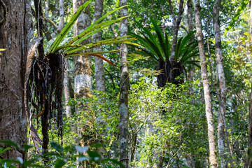The lush foliage of Madagascar's Mantadia rainforest, Plant epiphyte growing on trees. Madagascar wilderness landscape - obrazy, fototapety, plakaty