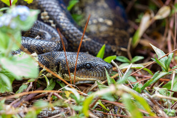 Sanzinia madagascariensis, also known as the Malagasy tree boa or Madagascar tree boa, big non venomous endemic strangler snake. Ranomafana National Park. Madagascar wildlife animal.