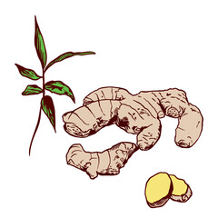 A set of ginger root, slices and leaves isolated on a white background. Design for a store, market, book, menu, poster, label, banner. Vector illustration of ginger.