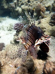 red sea lionfish 