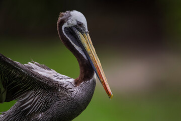 Peruvian pelican,Pelecanus thagus is a member of the pelican family.