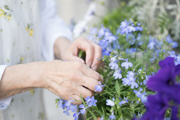 Close-up of a hand of a person gardening or otherwise engaged in horticulture in a garden no face