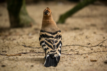 Eurasian Hoopoe or Common hoopoe. Upupa epops © Инна Мадеева