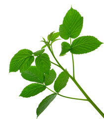 Fresh raspberry leaves isolated on a white background. Close up of a of fresh raspberries leaves.