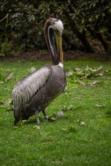 Peruvian pelican,Pelecanus thagus is a member of the pelican family.