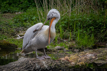 The dalmation Pelican cleans its feathers. Pelecanus crispus