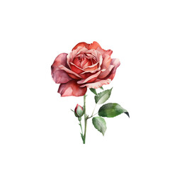 Fototapeta premium Pink English rose isolated on white background. Macro head flower. Wedding card, bride. Greeting. Love. Valentine's Day