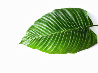 Obraz premium green leaf isolated on white