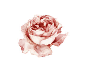 Pink English rose isolated on white background. Macro head flower. Wedding card, bride. Greeting. Love. Valentine's Day