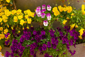 street decor with floral arrangements of yellow and purple violets