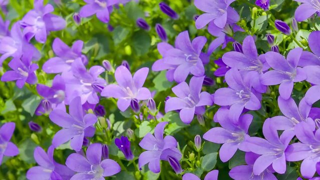 A bellflower that sways in the sunlight filtering through the trees.