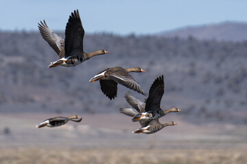 White-fronted geese flying in flight