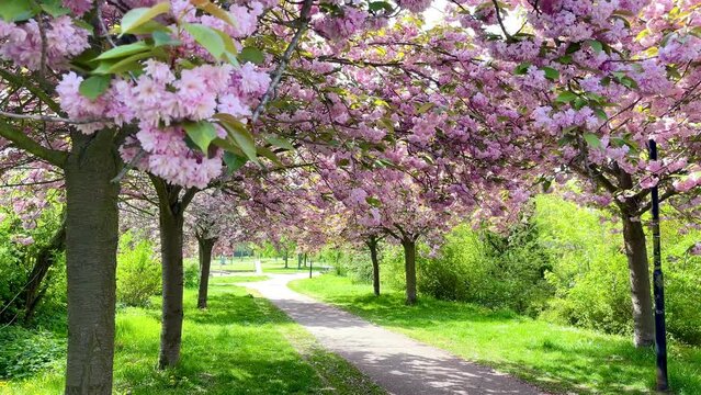 pink blooming trees in spring in an avenue