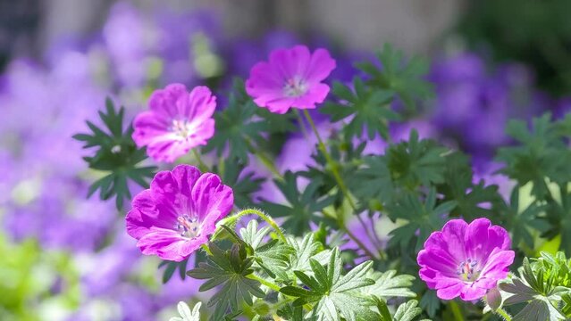 Geranium sanguineum flowers swaying in the sunlight filtering through the trees.