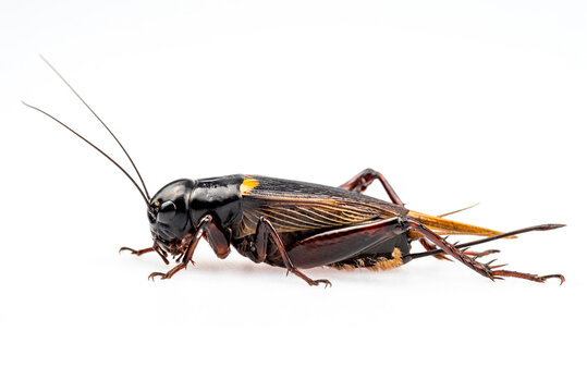 Full body with side view of Female black crickets isolated on white background