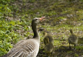 Gray goose mother defends the young (Anser anser) Anatidae family. Hanover – Burg, Germany.