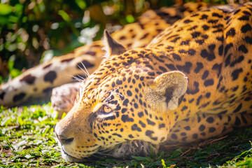 Fototapeta na wymiar Jaguar Panthera onca, majestic feline resting in Pantanal, Brazil
