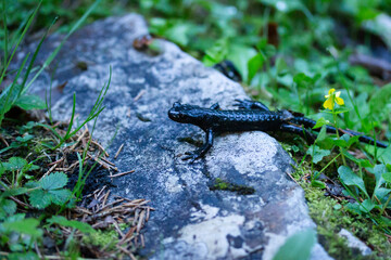 Black Alpine Salamander and Yellow Violet Flower in a Forest in Spring in Austria 