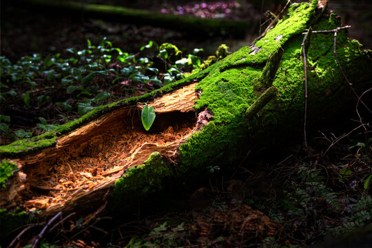 A rotten log in the woods by our home in Windsor in Upstate NY is covered with a blanket of rich green moss.  Rotting log glows in the dark woods.