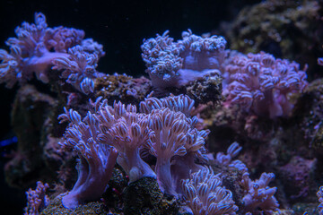 Soft corals in aquarium. Closeup Anthelia and Euphyllia corals in clean blue water. marine underwater life