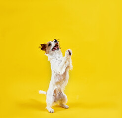 Jack Russell Terrier makes a funny command with his front paws folded, the dog asks for a treat, yellow background