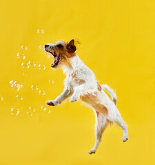 Jack Russell Terrier jumping on a yellow background and grabs soap bubbles