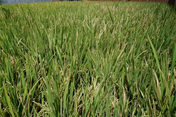 Close up view over rice field on land