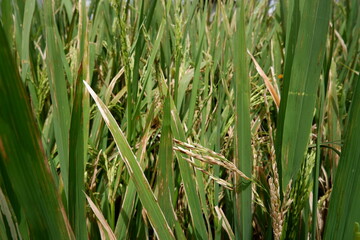 Close up view over rice field on land