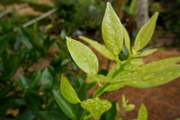 Close up of fresh green leaves in the garden