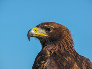 portrait of an eagle