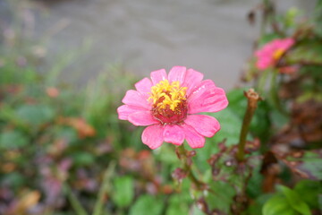 Beautiful pink zinnia flower on the natural background