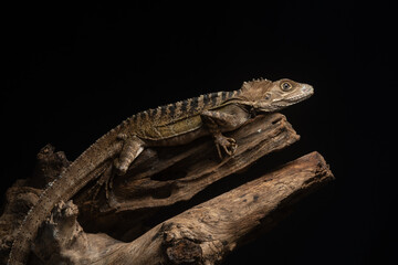 An angle headed forest dragon hypsilurus magnus native to papua or new guinea on a tree branch with black background 