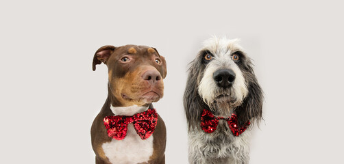 Banner christmas or valentine's day pets. Mixed breed Staffordshire and blue Gaascony Griffon dog wearing a sequin red bow-tie. Isolated on white gray background