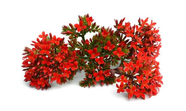 Kalanchoe blossfeldiana