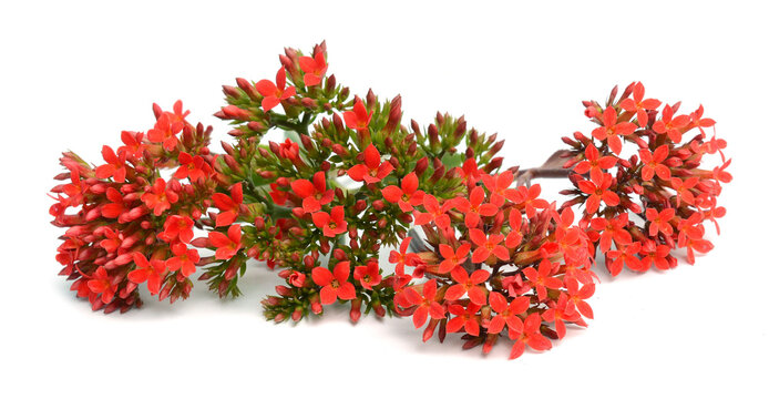 Kalanchoe blossfeldiana