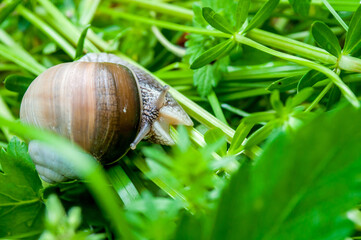 snail in the grass, save the earth save nature
