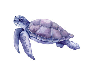 Large sea turtle. Sea Animal Art. Hand-drawn illustration in watercolor on white background.
